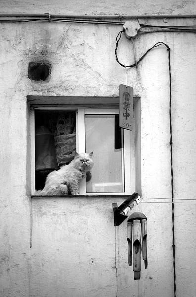 Photograph Juan De Villalba Chinesse Cat on One Eyeland